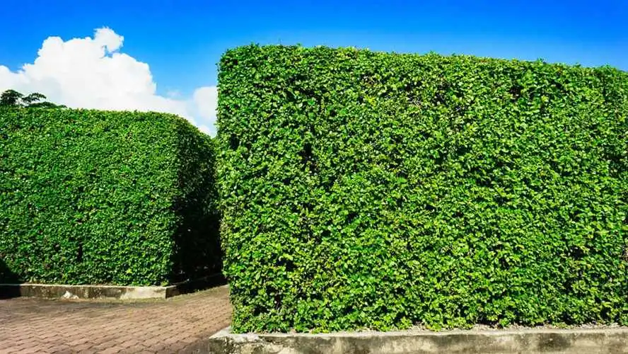 大水池园林景观设计