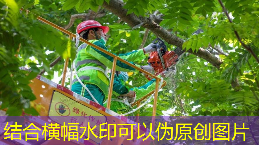 建阳绿化苗木批发市场在哪里