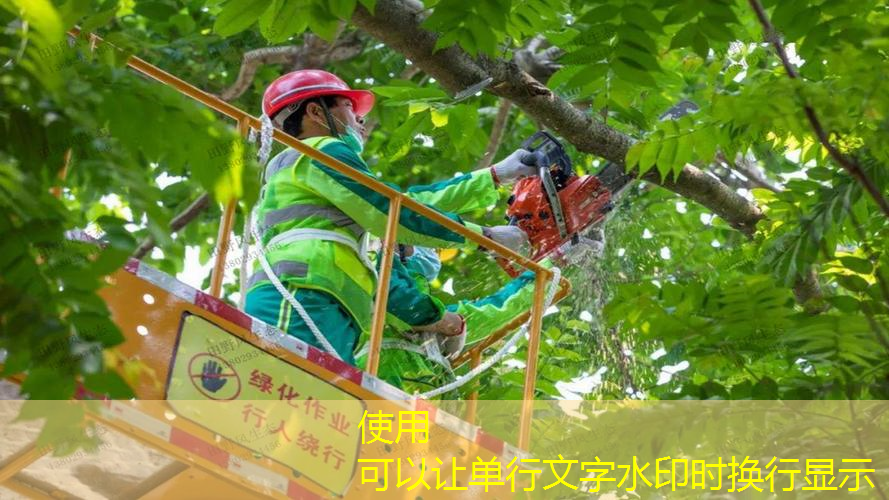 宜昌绿化草皮基地