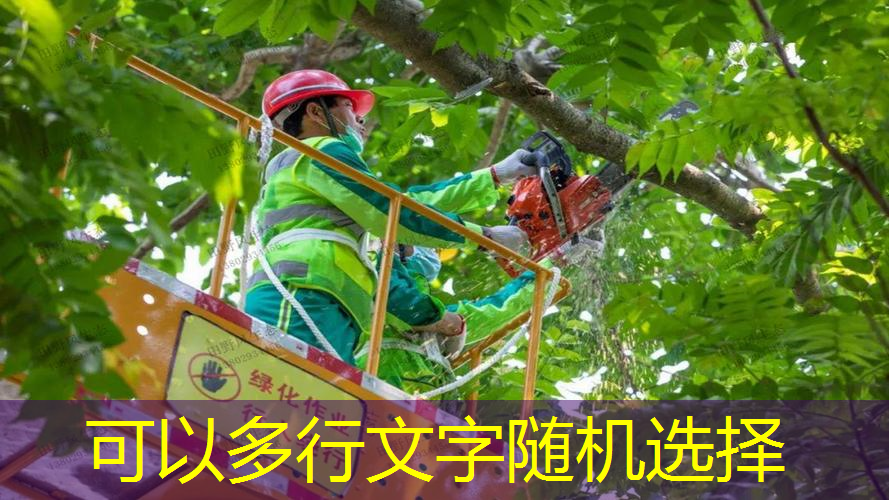 南开绿化树品种有哪些