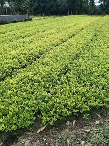 高新企业绿化工程管理办法