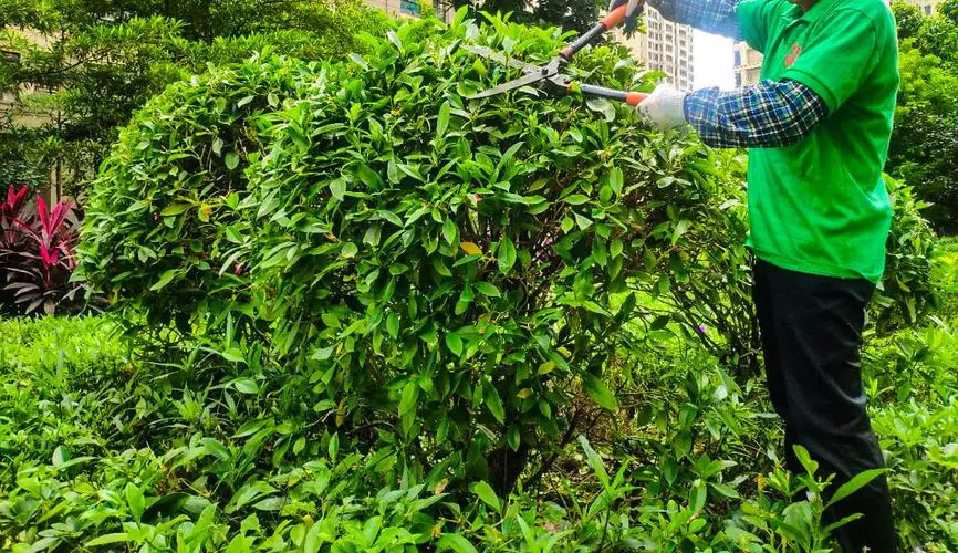 重庆发布《赏花指南》：开往春天的列车已启程 这一站到公园赏花